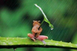 Big Talk Frog Umbrella